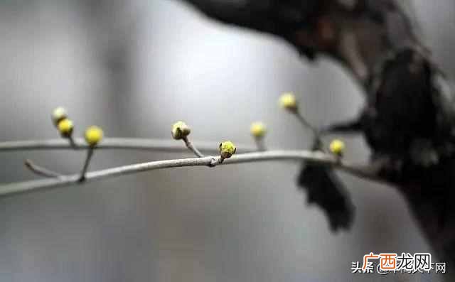 春夏秋冬怎么分月份农历（农历二十四节气是什