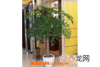 幸福树掉叶子怎么办