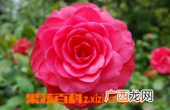 月月红 月季的养护方法