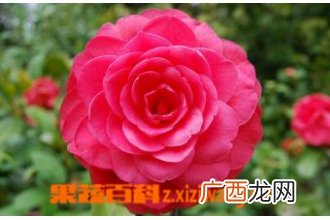 月月红 月季的养护方法