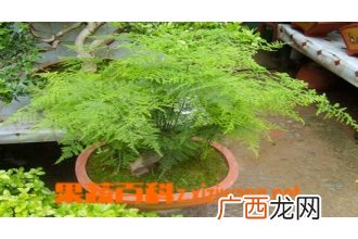 文竹植物叶子发黄怎么养