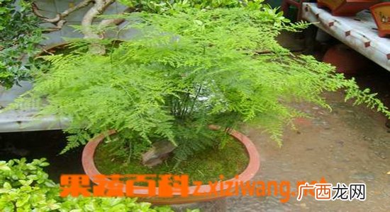文竹植物叶子发黄怎么养