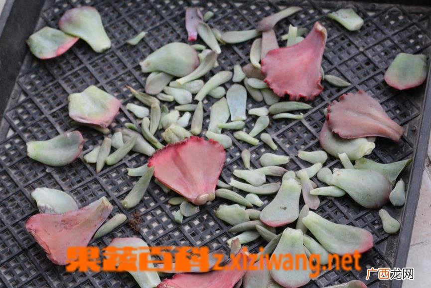 多肉叶片的清理与枯叶处理