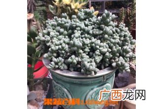 鹿角海棠的清理与枯叶处理