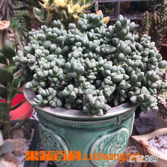 鹿角海棠的清理与枯叶处理