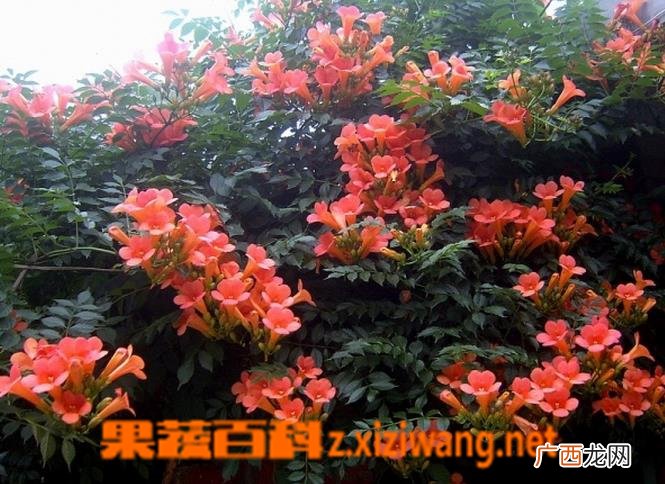 女葳花图片 女葳花的功效与作用