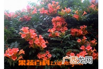 女葳花图片 女葳花的功效与作用