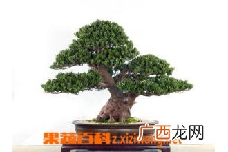 罗汉松盆景的养护方法教程