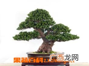 罗汉松盆景的养护方法教程