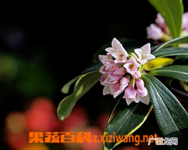 金边瑞香掉叶子怎么办
