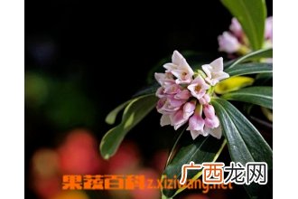 金边瑞香掉叶子怎么办
