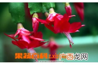 蟹爪莲 蟹爪兰的嫁接方法