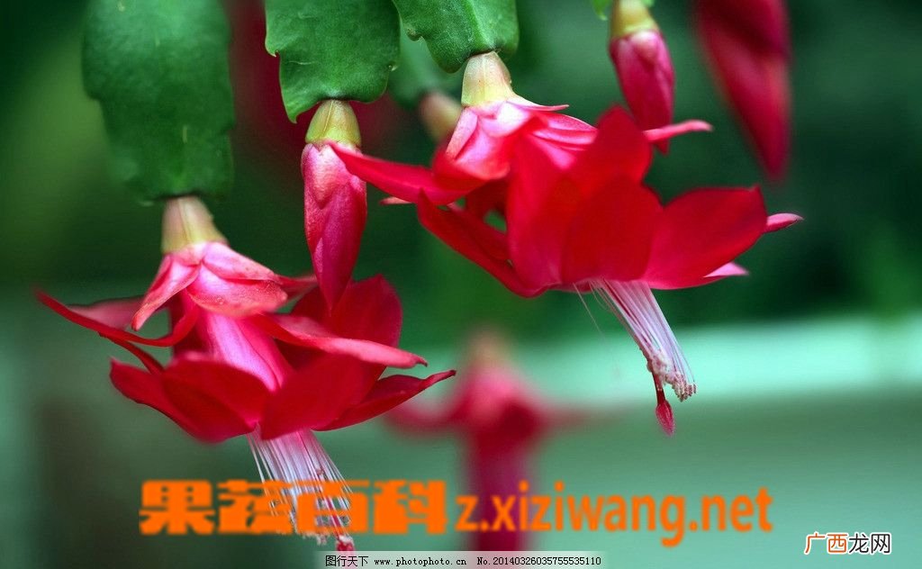 蟹爪莲 蟹爪兰的嫁接方法