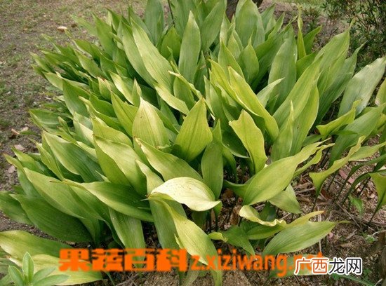 一叶兰如何养殖 一叶兰的养殖方法