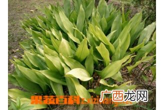 一叶兰如何养殖 一叶兰的养殖方法
