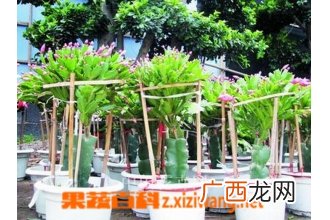 量天尺嫁接蟹爪兰方法教程