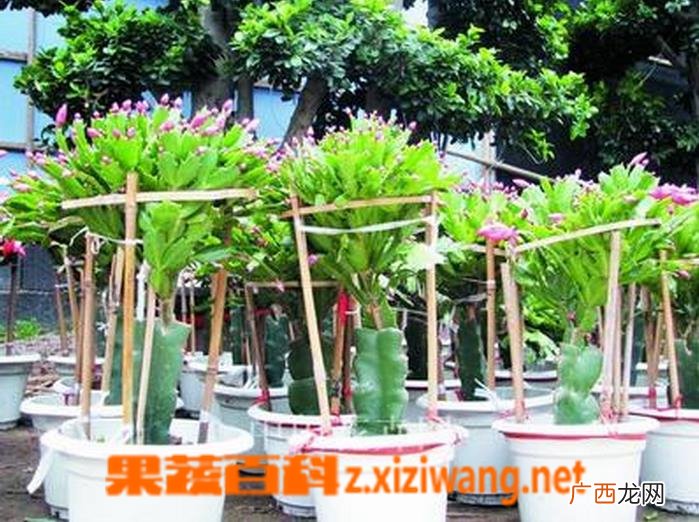 量天尺嫁接蟹爪兰方法教程
