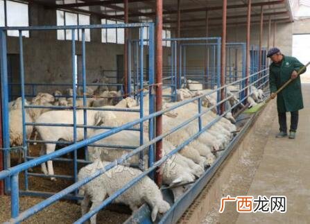 高效养羊技术宝典 羊苗养殖经验