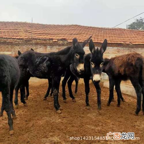 种驴养殖场 乌头驴种驴国营养殖场