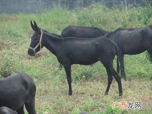 种驴养殖场 乌头驴种驴国营养殖场
