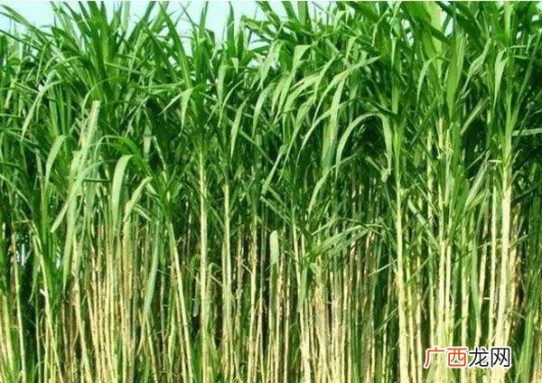 一亩皇竹草能喂猪几头 用皇竹草喂猪养殖视频