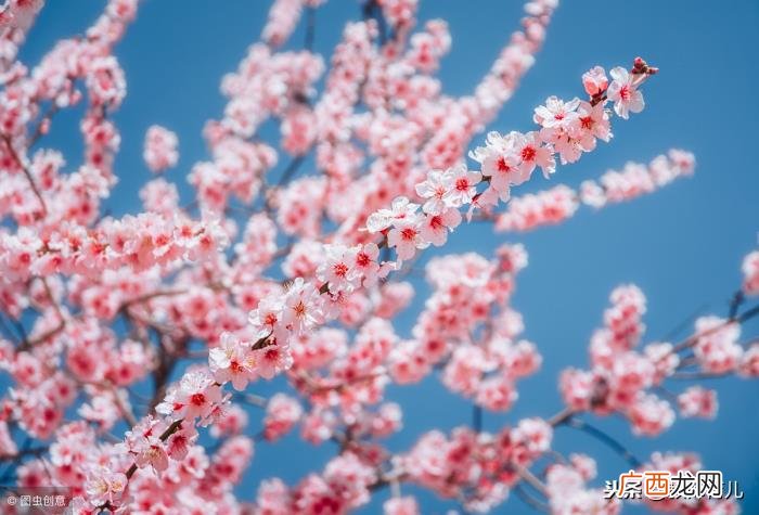 17首描写桃花的经典传世诗词 桃花句子