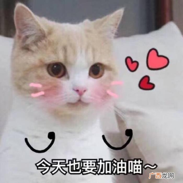 元气满满的表情包合集 元气满满图片