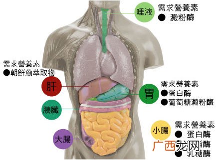 食物不消化原因消化不良调理方法