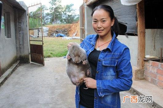养殖竹鼠的成本与利润 竹鼠养殖厂家是否有回收 - 百度