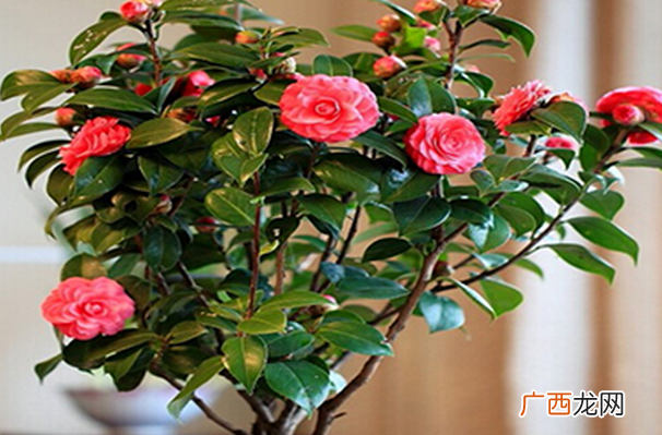 茶花的养殖方法 养殖茶花要注意什么