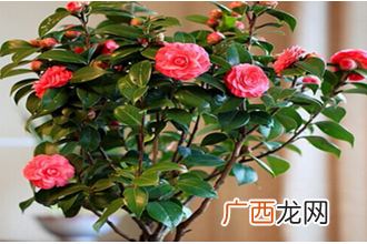 茶花的养殖方法 养殖茶花要注意什么