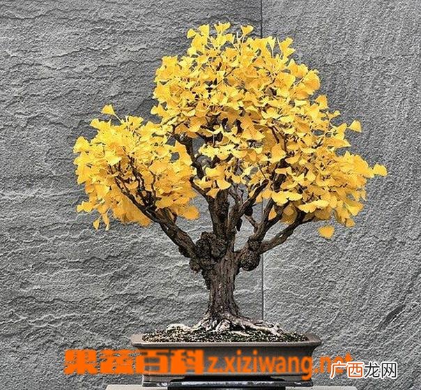 银杏树的养殖注意事项
