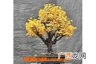 银杏树的养殖注意事项