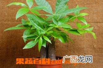 小发财树的养殖方法和注意事项