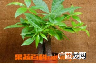 小发财树的养殖方法和注意事项