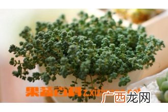 姬星美人的养殖方法