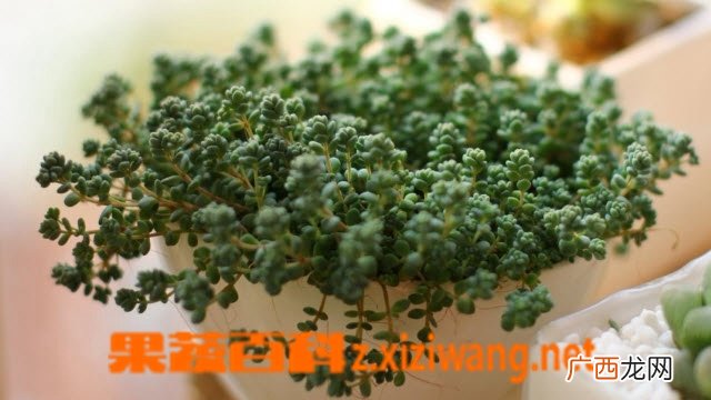 姬星美人的养殖方法