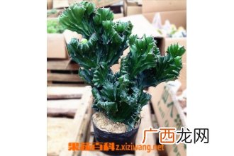 盆栽麒麟掌的养殖方法