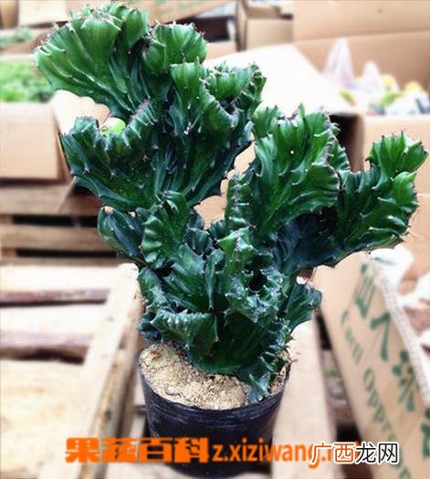 盆栽麒麟掌的养殖方法
