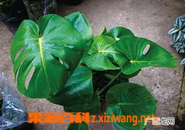水培龟背竹的养法