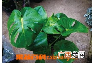 水培龟背竹的养法
