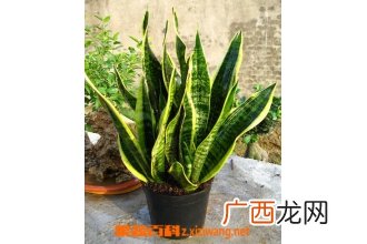 虎尾兰的养殖方法和注意事项