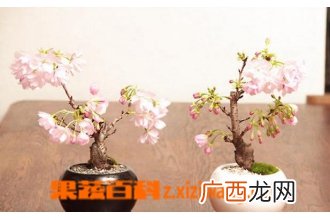 樱花树的养殖注意事项