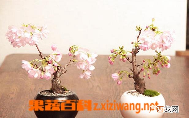 樱花树的养殖注意事项