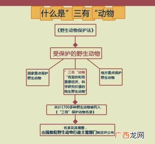 池鹭幼鸟图片 池鹭养殖