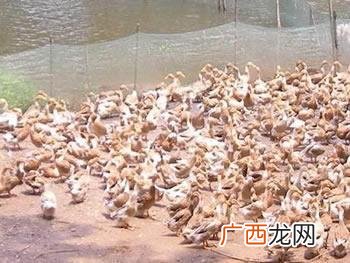 养殖火鸭 赤鸭养殖