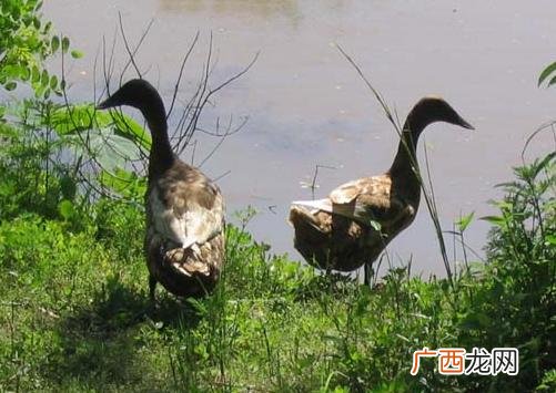 养殖火鸭 赤鸭养殖
