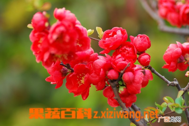 长寿冠海棠怎么养 长寿冠海棠的养殖方法技巧
