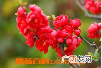 长寿冠海棠怎么养 长寿冠海棠的养殖方法技巧