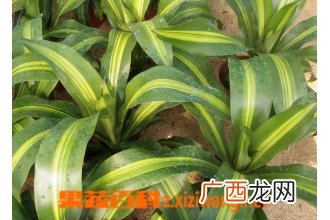 金心也门铁的养殖方法